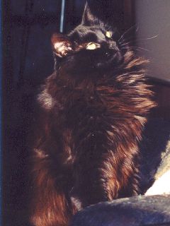 Bonnie