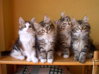 D litter - 8 Aprile 2007